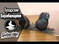 ДЕКОРАТИВНЫЕ ГОЛУБИ / БУХАРСКИЕ БАРАБАНЩИКИ / PIGEONS / TAUBE #Gulsarinfo©