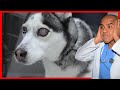 Glaucoma en perros