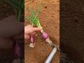 RT 243234 mini rotary tillage and ridging all-in one tree 🌲 short view#yourubeshortvid