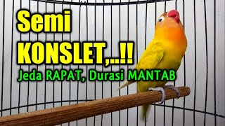 Masteran Lovebird Semi Konslet, JEDA RAPAT DURASI PANJANG, Cepat Pancing Emosi Lawan