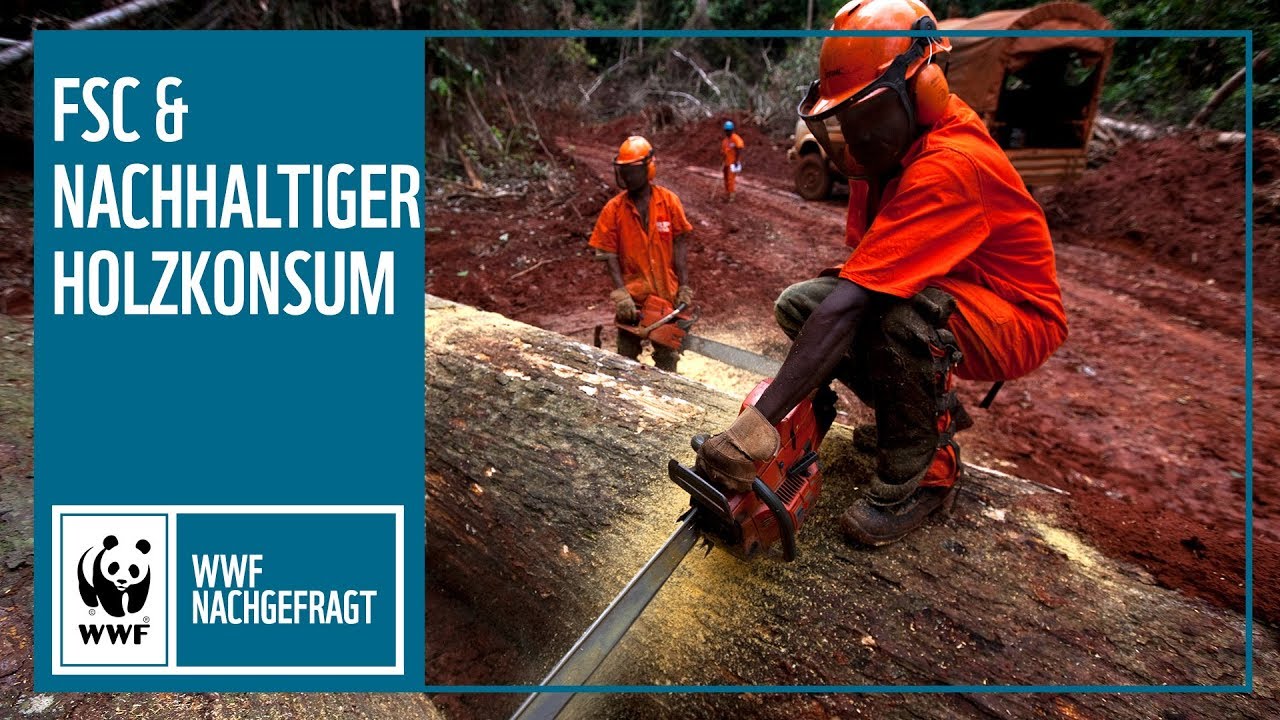 FSC und nachhaltiger Holzkonsum - Was hilft gegen illegale Abholzung und Waldverlust? | 