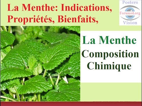 La Menthe verte: Composition chimique et propriétés