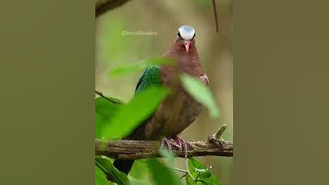 فلم تقتلوهم ولكن الله قتلهم وما رميت اذ رميت ولكن الله رمى • القارئ عمر الهاشمي