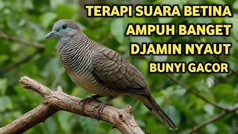 Suara Betina Ampuh - Perkutut Betina Memanggil Jantan || The female turtle dove calls the male
