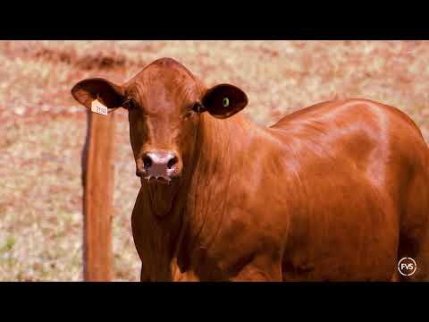 LOTE 77 - GRAMA 7184