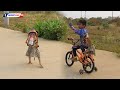 Obedient Baby Luna Walking And Ride Bicycle With Brother