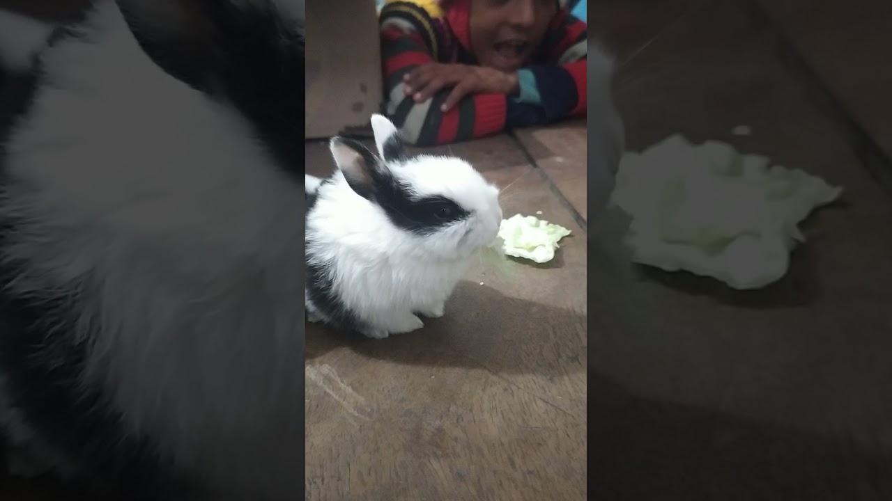 Sweety rabbit - YouTube