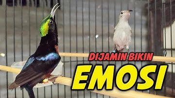 PUTAR SEBENTAR konin LANGSUNG EMOSI dengar SUARA PANCINGAN KOLIBRI NINJA GACOR FULL ISIAN INI