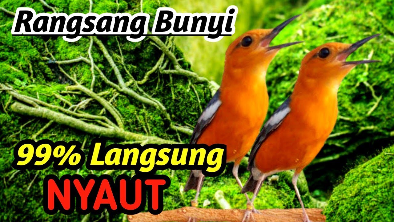 Anis Merah Top Performance | Natural River Flow Masteran