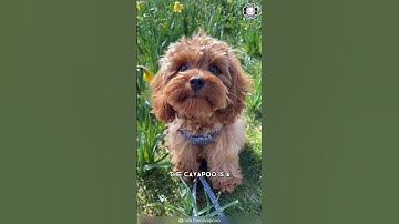 Cavapoo 🐶 The Cavalier + Poodle Mix!
