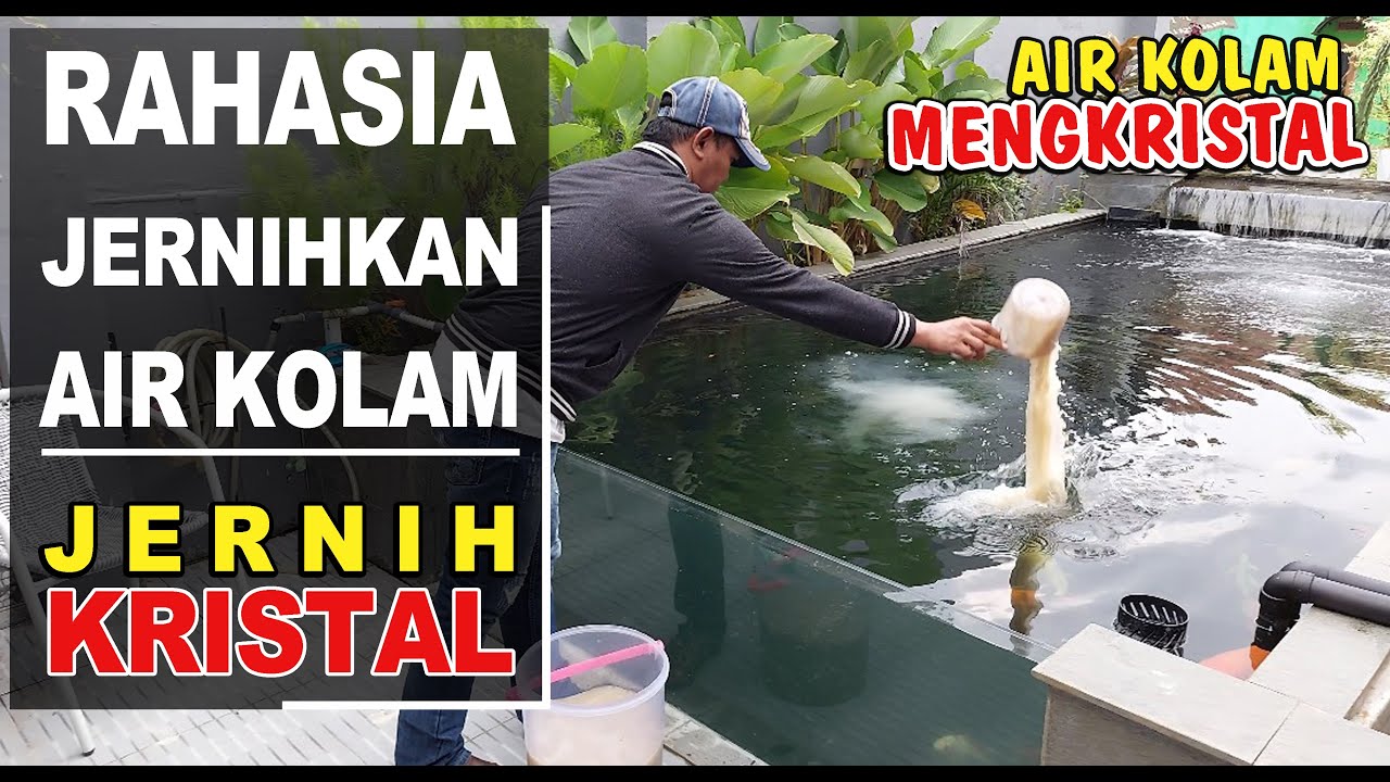 CARA MENJERNIHKAN AIR KOLAM IKAN‼️Air Kolam Super Jernih⁉️