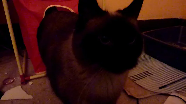Watch the video about Siamese cat playing with and attacking straws and toys