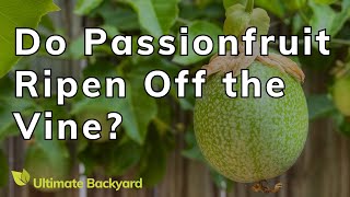 Do Passionfruit Ripen Off the Vine? [ANSWERED] screenshot 4