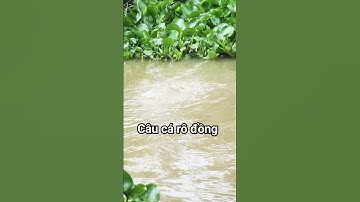 Câu cá rô đồng cá mè con kênh nhỏ @chuachactv