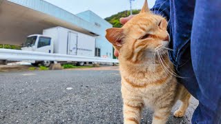 The rain stopped in the evening, so I went to the fishing port and a cat rubbed up against my feet.