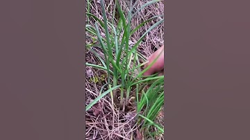 Simple Smart Tool For Harvesting Chives With Satisfying Results #shorts