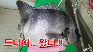 드디어.. 왔다!! 최고의 낚시바리 돌돔!!