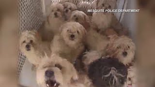 Dozens of dogs rescued after woman heard barking from RV in Walmart parking lot