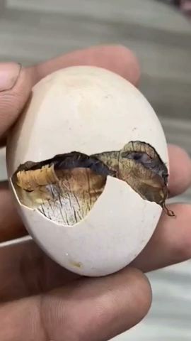 😱Shocking Discovery: Man Finds Strange Egg in Garden!
