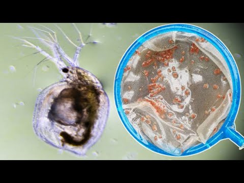 Video: Waarom zijn daphnia transparant?