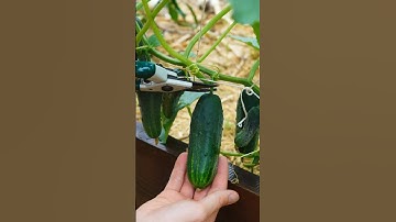 3 Tips For Growing Cucumbers 🥒