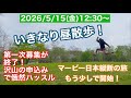 2026年5月15日(金)12時30分〜　いきなり昼散歩　マービー日本縦断の旅がもう少しで！第一次募集が終了！沢山の申込みで俄然ハッスル！