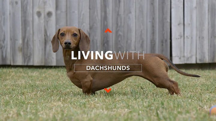 ALL ABOUT LIVING WITH DACHSHUNDS - DayDayNews