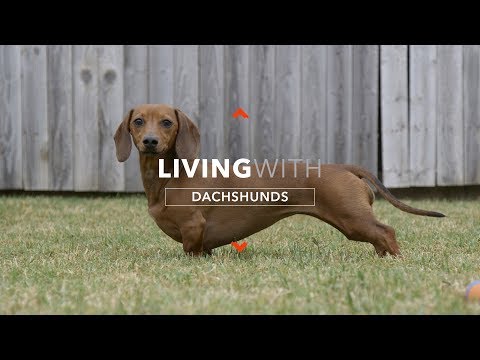 all-about-living-with-dachshunds