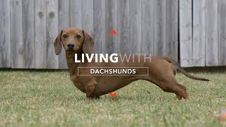 ALL ABOUT LIVING WITH DACHSHUNDS