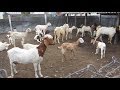 போயர் கலப்பின வெள்ளாட்டுப் பண்ணை/Boyer Cross Breed Goat Farm