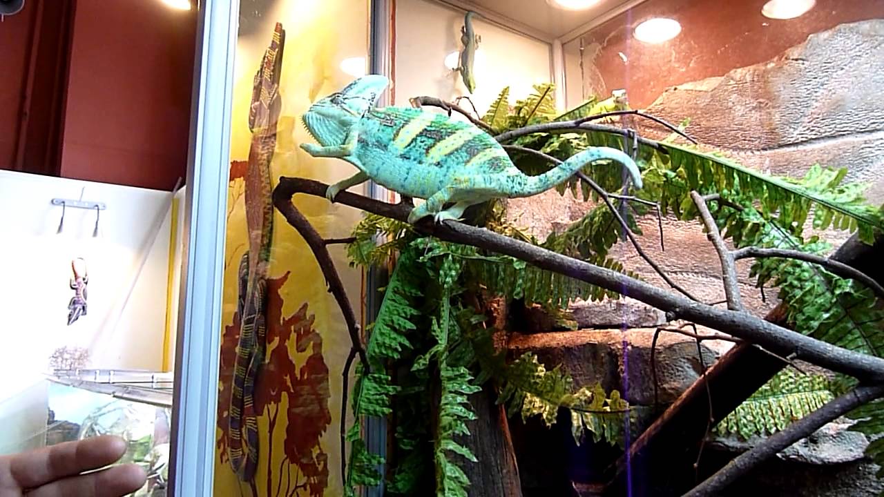 Хамелеон в научном террариуме Зоологического музея