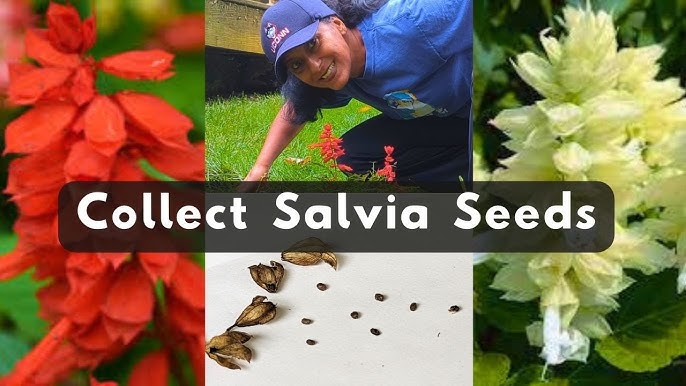 How to Collect Sage Seeds: Simple Steps for Garden Success