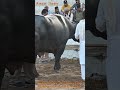काली भैंस का वीडियो || Kaali Bhains ka Video || Black murrah Buffalo Video in Pushkar Fair 2023