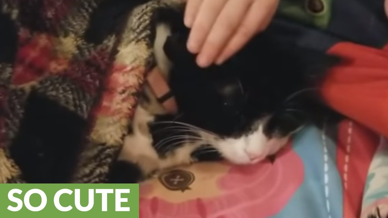 compassionate-little-girl-helps-comfort-feral-cat-youtube