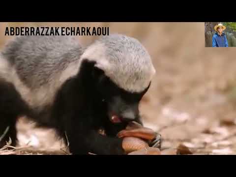 وثائقي لغرير العسل بصوتي المرجو متابعة الصفحة ليصلكم كل جديد