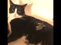 Cat and mouse- Can&#39;t stop laughing, funny clip