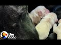 Foster Dog Nurses 7 Orphaned Puppies | The Dodo