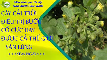 cây cải trời, điều trị bướu cổ cực hay, được cả thế giới săn lùng