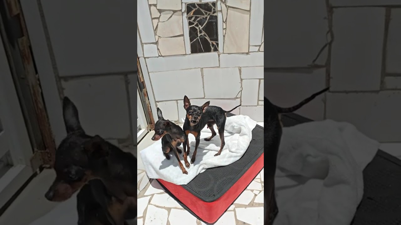 My beloved dogs Pingo and Bella