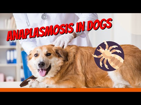 Video: Er Canine Ehrlichiosis & Canine Anaplasmosis den samme?