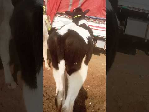 beautiful calves #cow #views #animals #farmanimal #animals