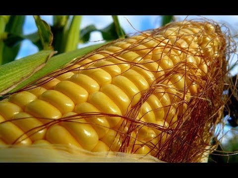 Video: Kā Atšķirt Barības Kukurūzu