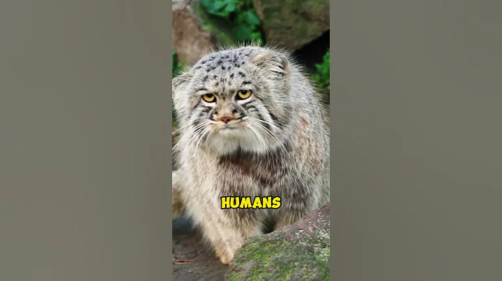 Watch the video about The Grumpiest Cat Ever? 😾 #shorts