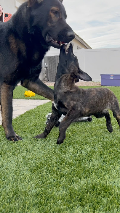 What I wish I knew before getting a Belgian malinois..