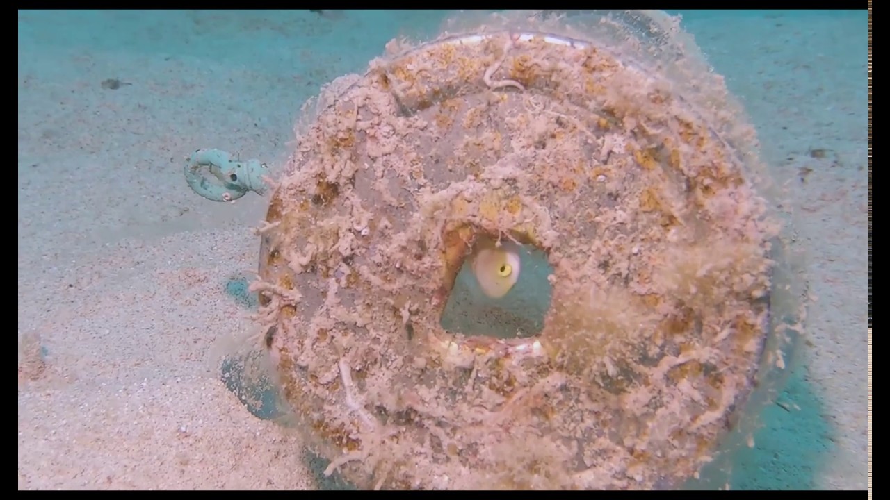 Gopro使ってマクロ撮影やってみた Underwatermacro Youtube Gopro使ってマクロ撮影やってみた Underwatermacro Youtube