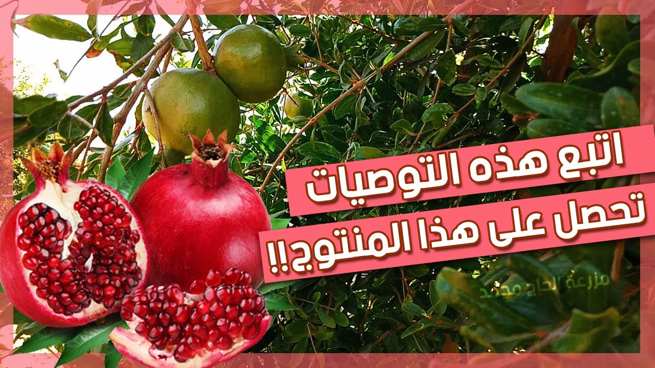 سقي الأشــجار المثــمرة بالتنــقيط بين الاهمال والاتقان : شجر الرمان | DRIP IRRIGATION