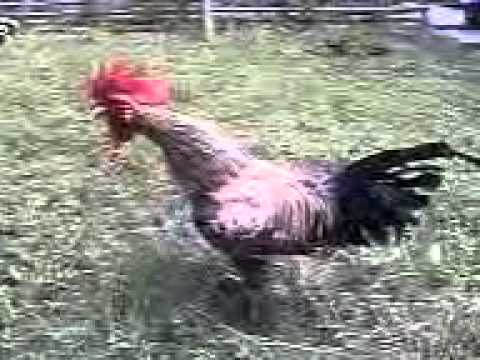 ayam ketawa dari makassar YouTube ayam ketawa dari makassar YouTube