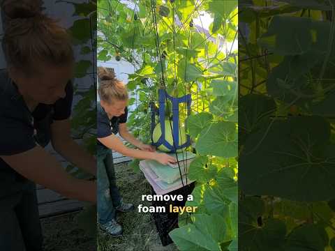 Giant Bushel Gourd On A Gourd Arch