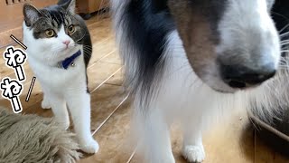 犬とお友達になりたい息子猫🐈