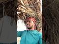 धान ki kheti || Day vlog || #shorts #villagelife
